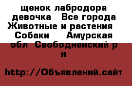 щенок лабродора девочка - Все города Животные и растения » Собаки   . Амурская обл.,Свободненский р-н